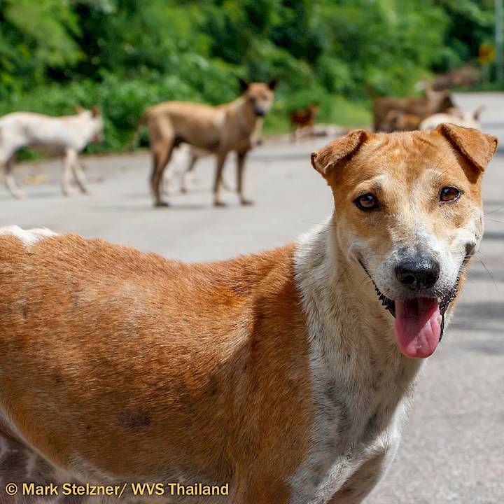 Lampang- Mission Accomplished!