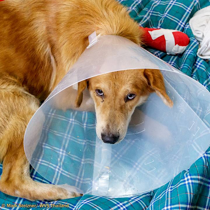 Frank - One of Many!