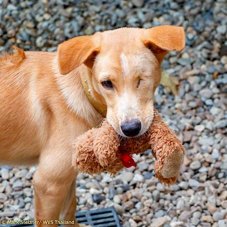 Bonny: Lost an Eye, Gained a Home!