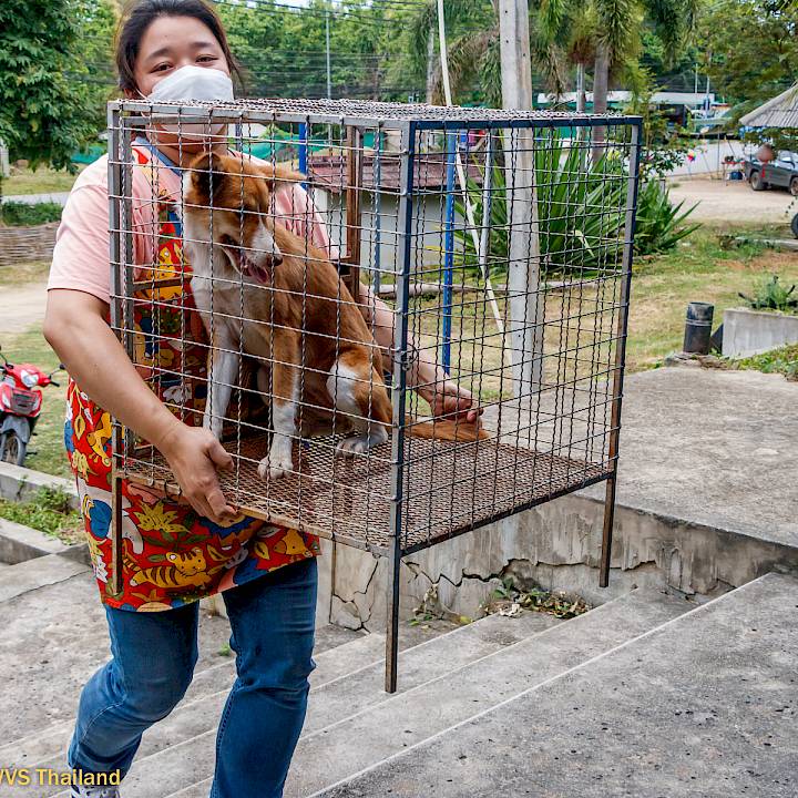 More Progress in Pai!