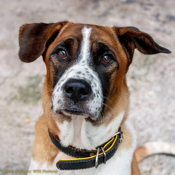 Rod & Boon Mee | Adopt | WVS Thailand