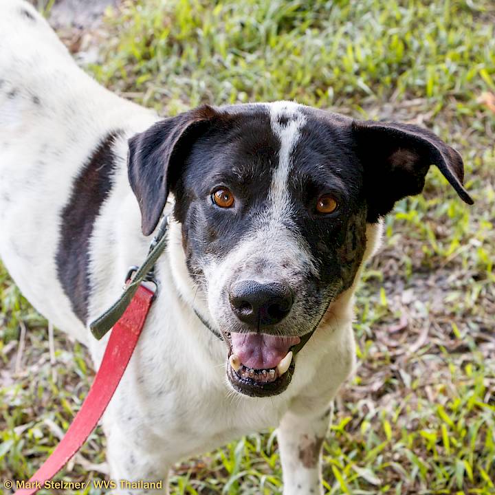 Another Gunshot Victim!