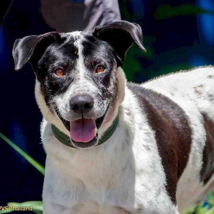 Another Gunshot Victim!