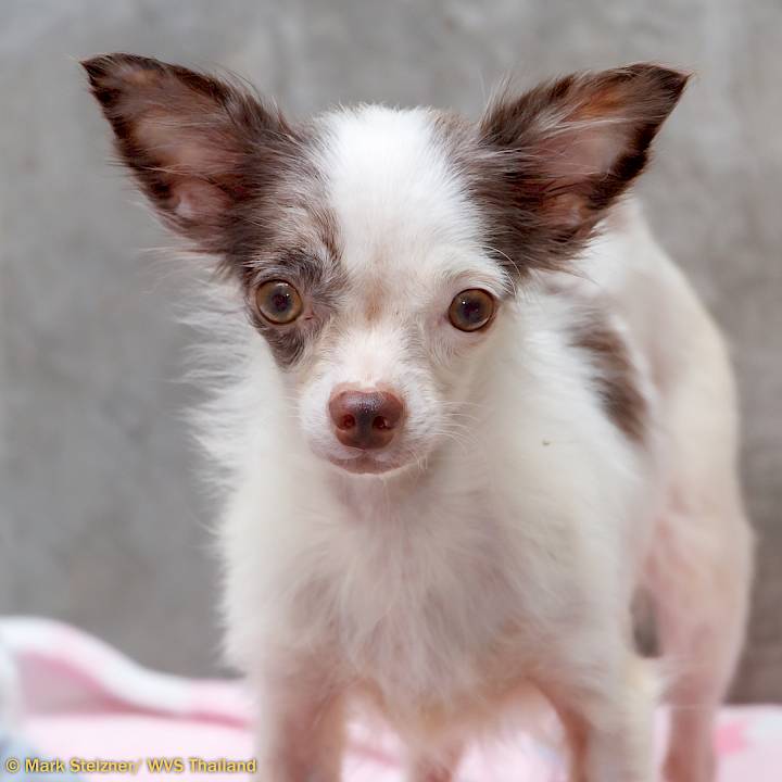 Invasion of the Tiny Dogs!