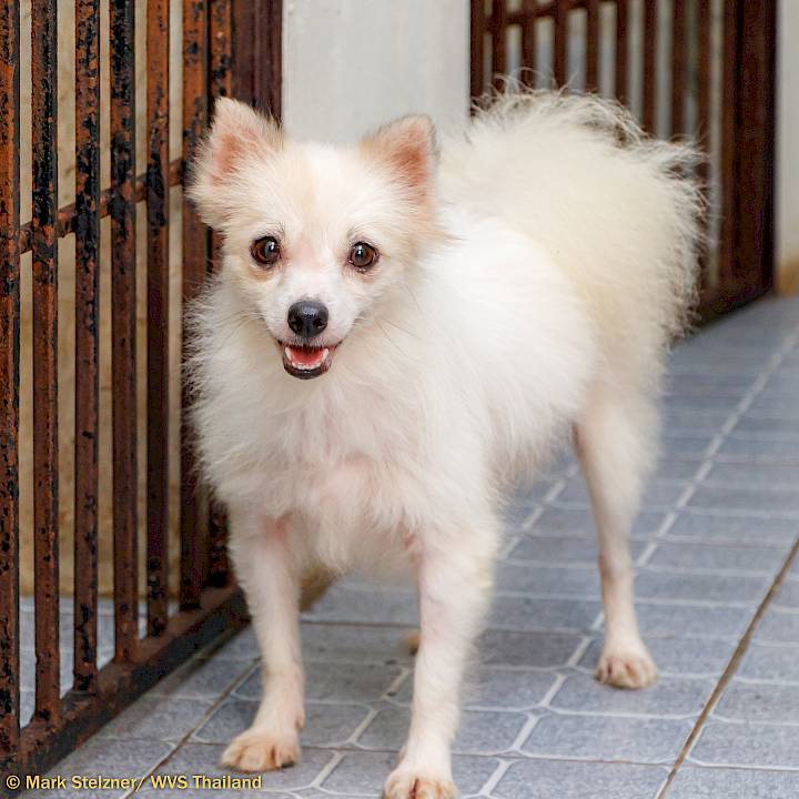 Invasion of the Tiny Dogs!