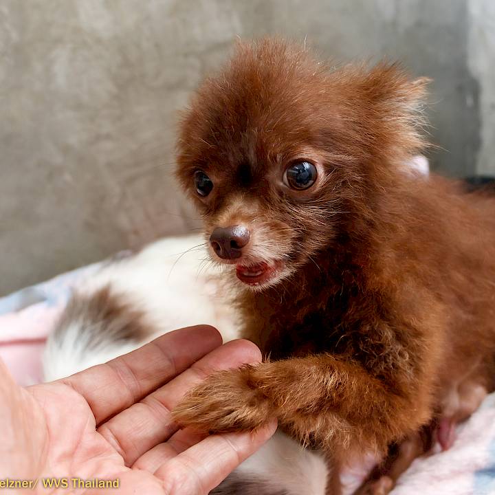 Invasion of the Tiny Dogs!