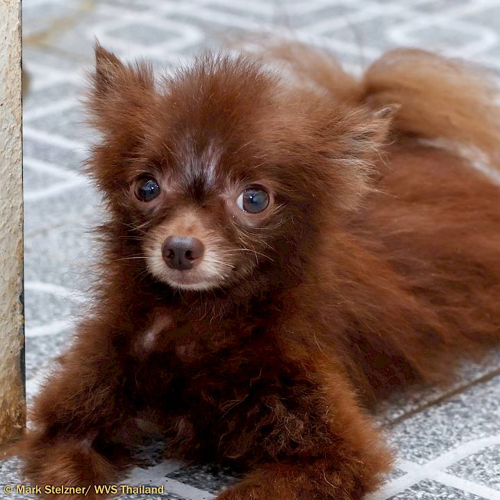 Invasion of the Tiny Dogs!