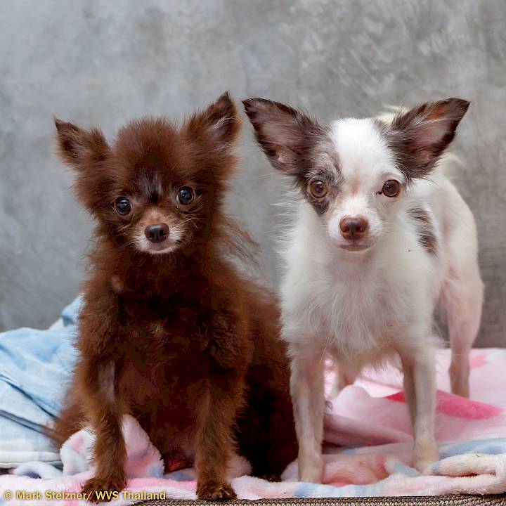 Invasion of the Tiny Dogs!