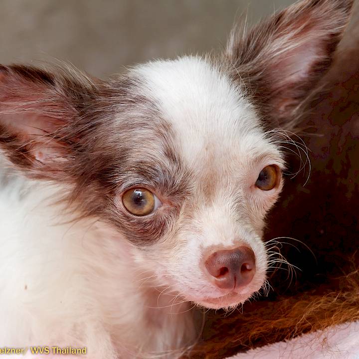 Invasion of the Tiny Dogs!