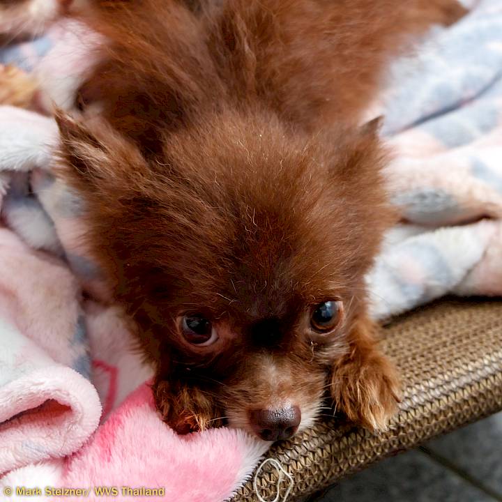 Invasion of the Tiny Dogs!