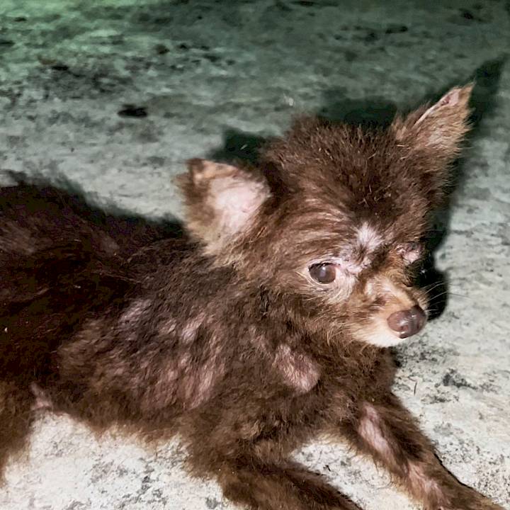 An (Almost) Perfect Rescue Story