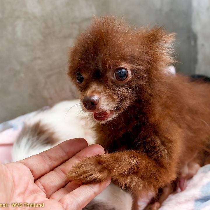 An (Almost) Perfect Rescue Story