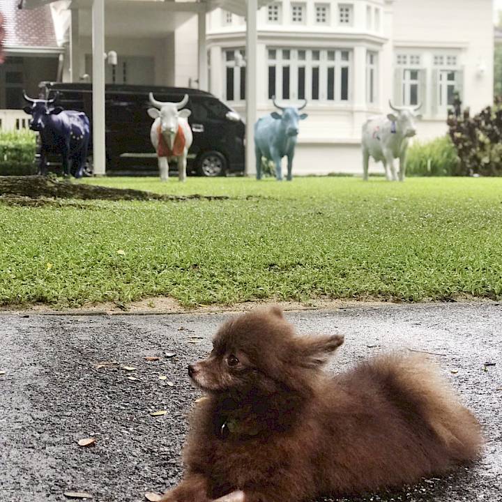 An (Almost) Perfect Rescue Story