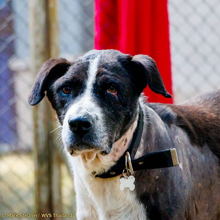 Urgent: Please Save this Beautiful Soul!