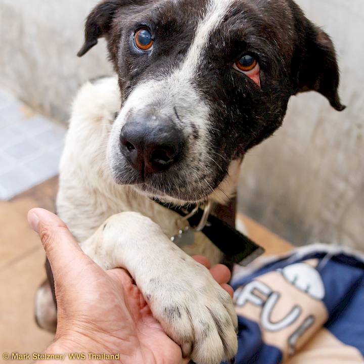 Urgent: Please Save this Beautiful Soul!