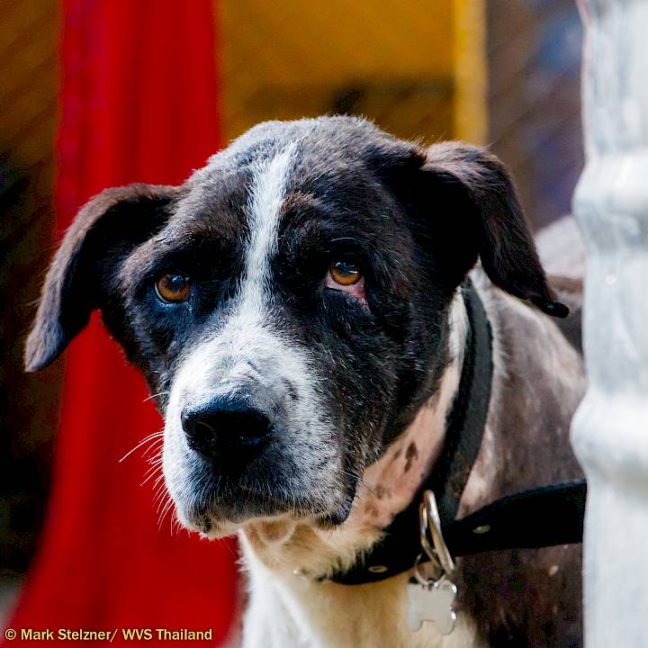 Urgent: Please Save this Beautiful Soul!