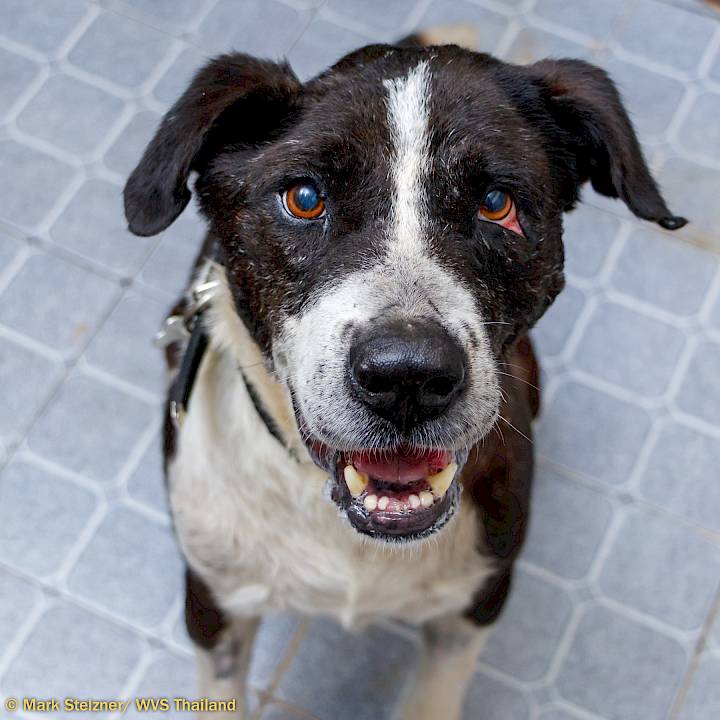 Urgent: Please Save this Beautiful Soul!