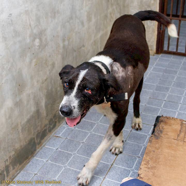 Urgent: Please Save this Beautiful Soul!