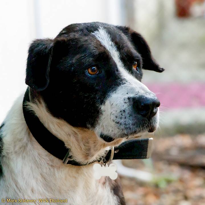 Urgent: Please Save this Beautiful Soul!