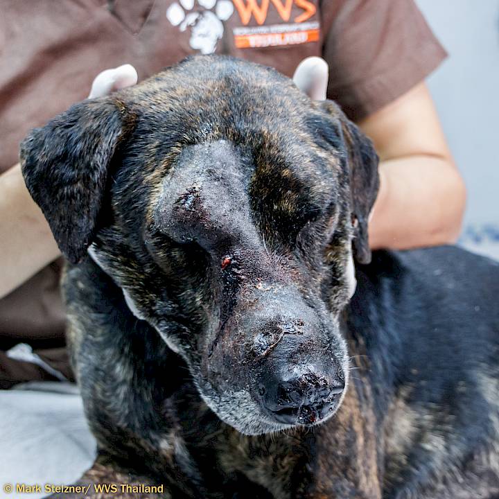 A Victim of Human Cruelty