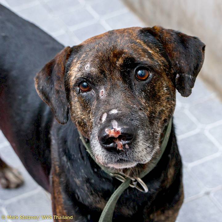 A Victim of Human Cruelty