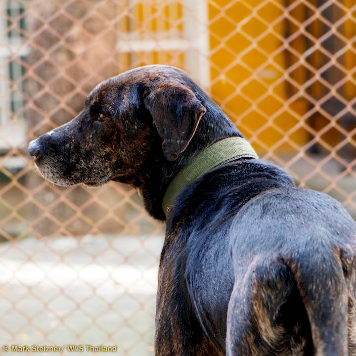 A Victim of Human Cruelty