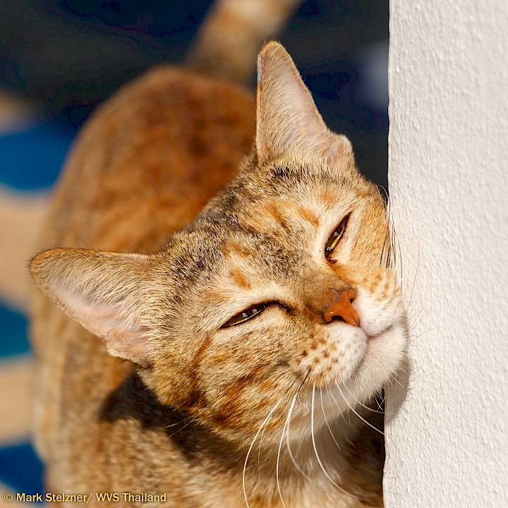 Ms. Tilly Needs a Home