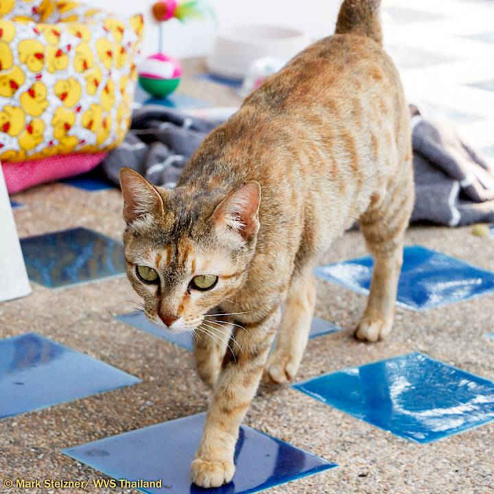 Ms. Tilly Needs a Home