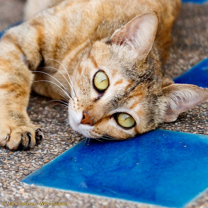 Ms. Tilly Needs a Home