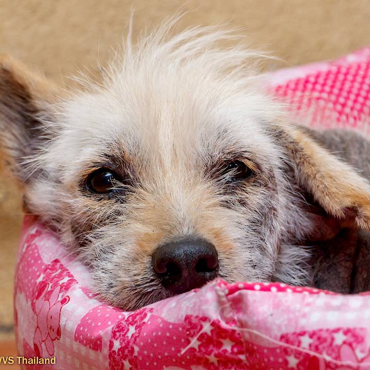 Lucy's Journey... (Part 1)