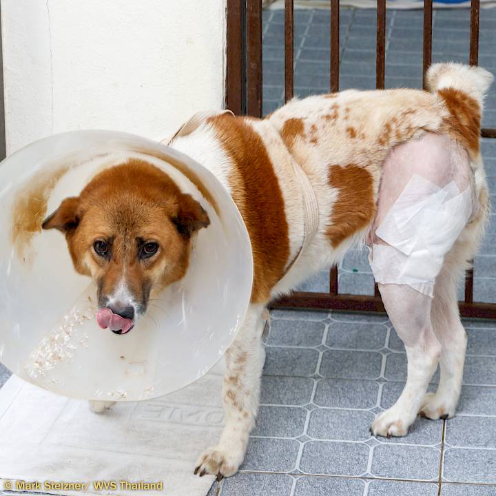 Tessa's Best Songkran Ever!