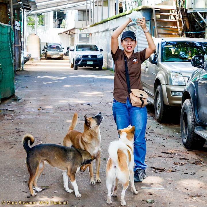 แคมเปญรณรงค์เชิงป้องกันเพื่อสุนัขในชุมชน