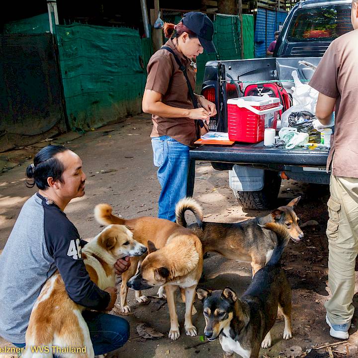 แคมเปญรณรงค์เชิงป้องกันเพื่อสุนัขในชุมชน