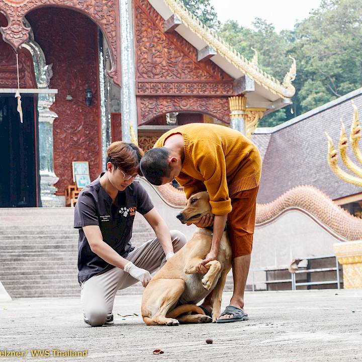 แคมเปญรณรงค์เชิงป้องกันเพื่อสุนัขในชุมชน