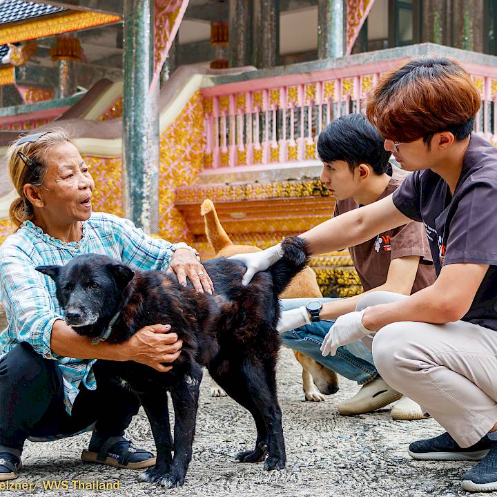 แคมเปญรณรงค์เชิงป้องกันเพื่อสุนัขในชุมชน