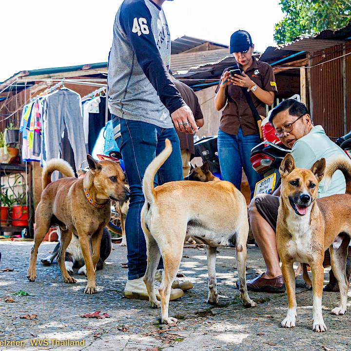 แคมเปญรณรงค์เชิงป้องกันเพื่อสุนัขในชุมชน