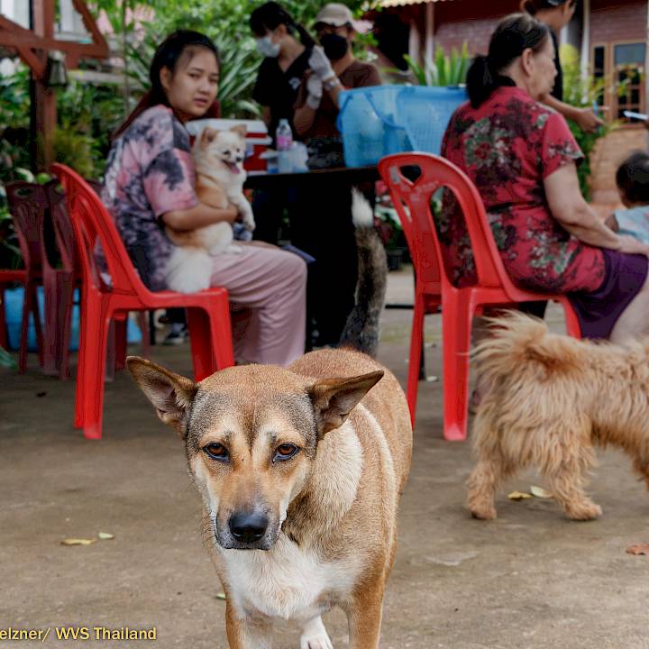 แคมเปญรณรงค์เชิงป้องกันเพื่อสุนัขในชุมชน