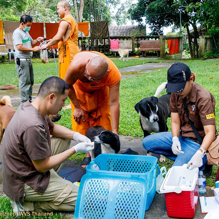 แคมเปญรณรงค์เชิงป้องกันเพื่อสุนัขในชุมชน