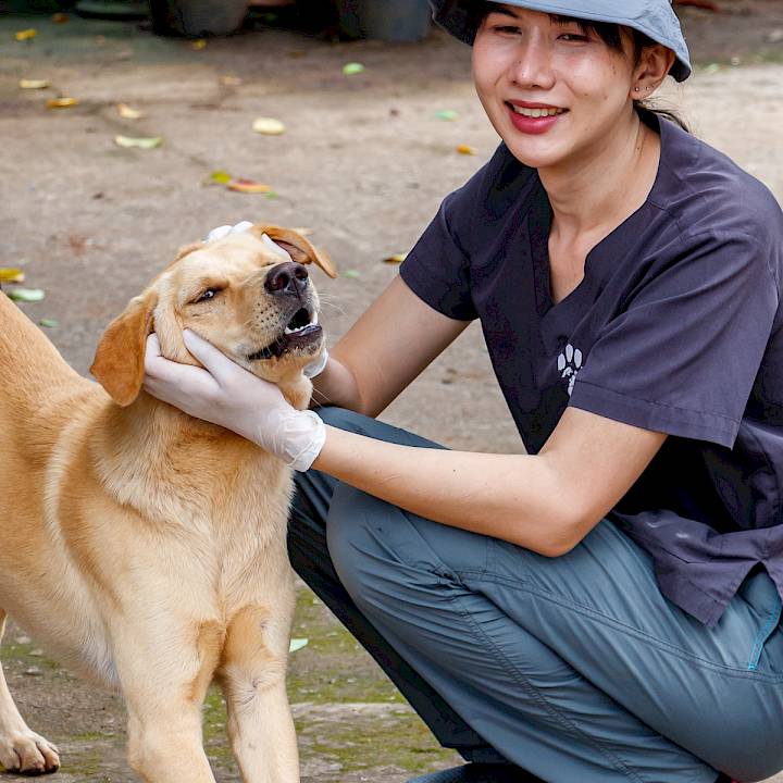 แคมเปญรณรงค์เชิงป้องกันเพื่อสุนัขในชุมชน