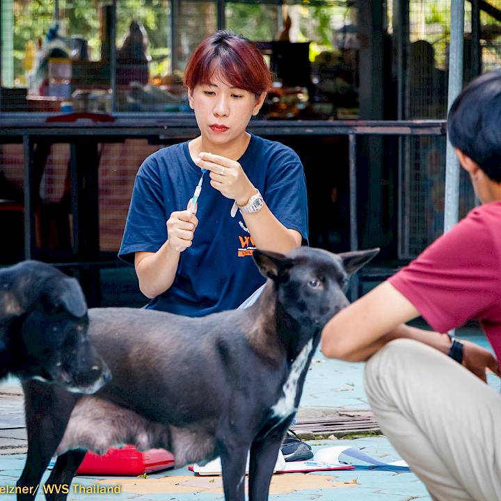 แคมเปญรณรงค์เชิงป้องกันเพื่อสุนัขในชุมชน