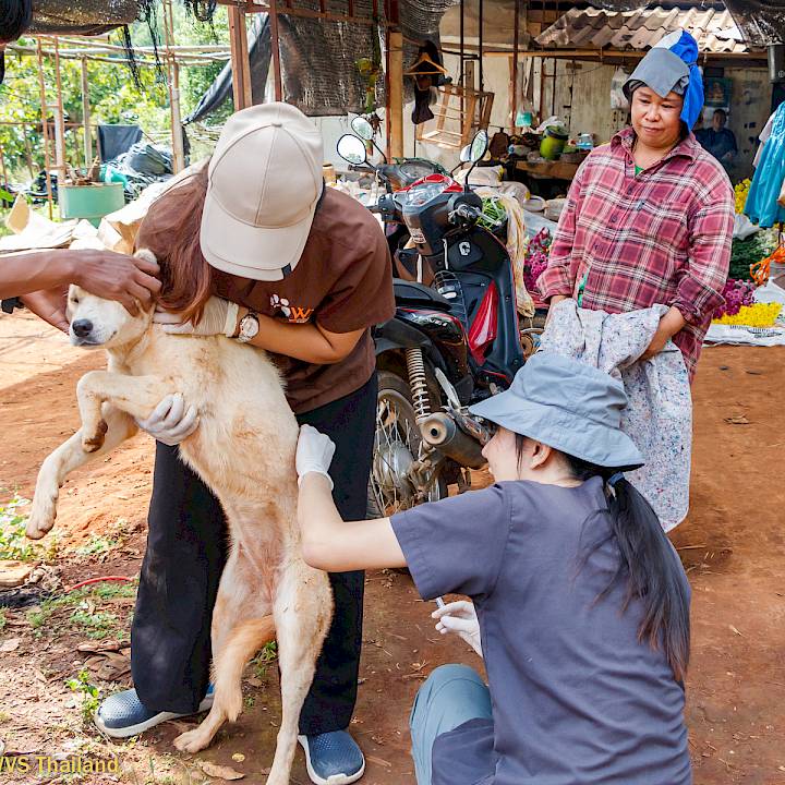 แคมเปญรณรงค์เชิงป้องกันเพื่อสุนัขในชุมชน
