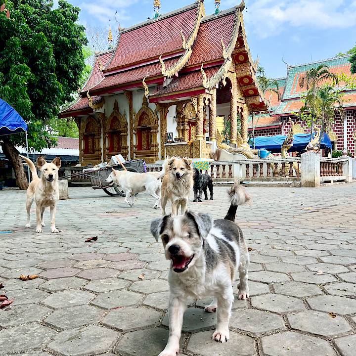 ช่วยกันดูแลสัตว์ในชุมชนให้ปลอดภัยและมีสุขภาพดี