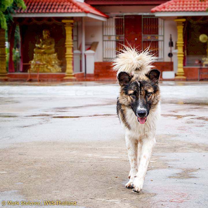 We Never Stop Helping Animals!