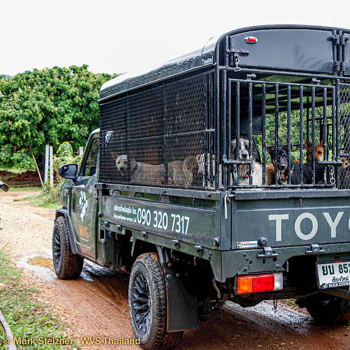 We Never Stop Helping Animals!