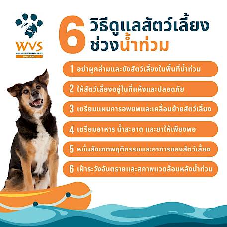 6 วิธีดูแลสัตว์เลี้ยงช่วงน้ำท่วม