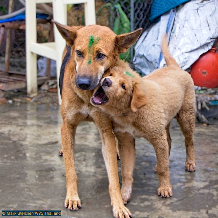 Mission Rabies Cambodia
