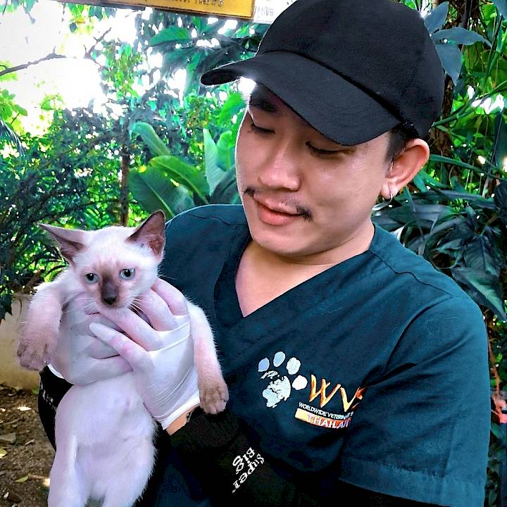 Rabies-Free for Temple Dogs and Cats