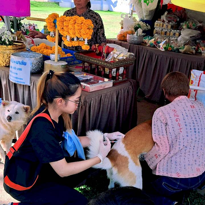 Rabies-Free for Temple Dogs and Cats
