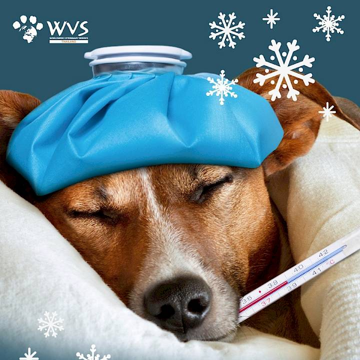 Get Ready! 4 Dangerous Diseases in Dogs When the Cold Weather Arrives