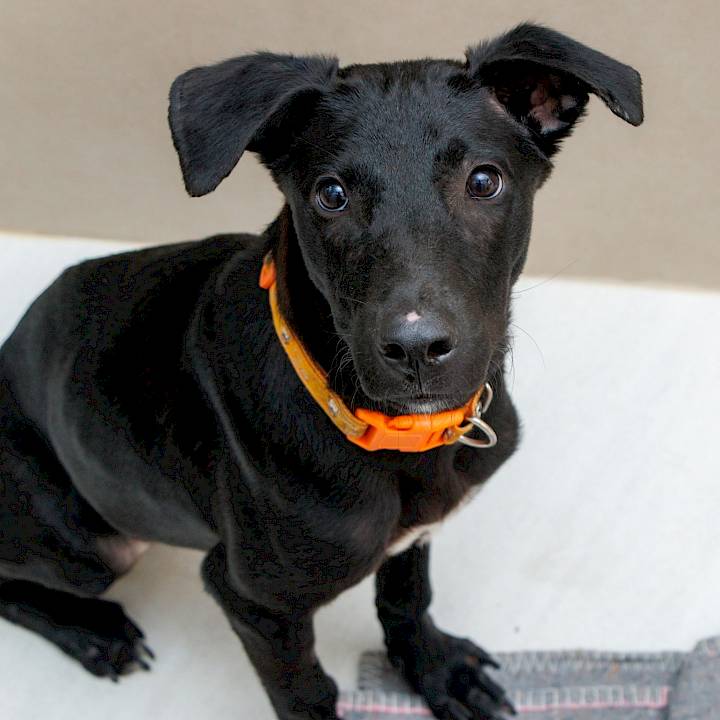 ลองมองหน้าตาน่ารักๆของผมสิครับ